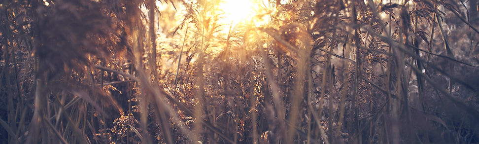 Field Sunset