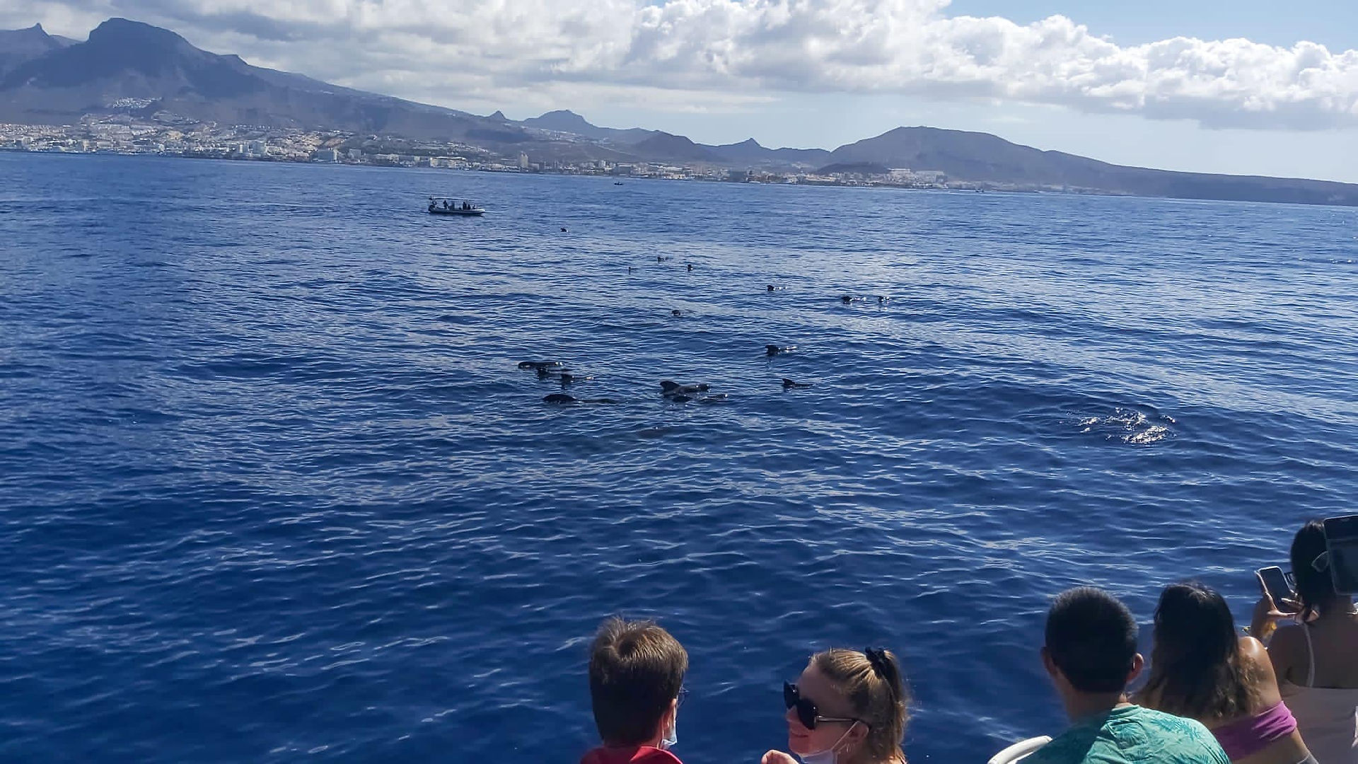 Delfin- és bálnales Tenerifén