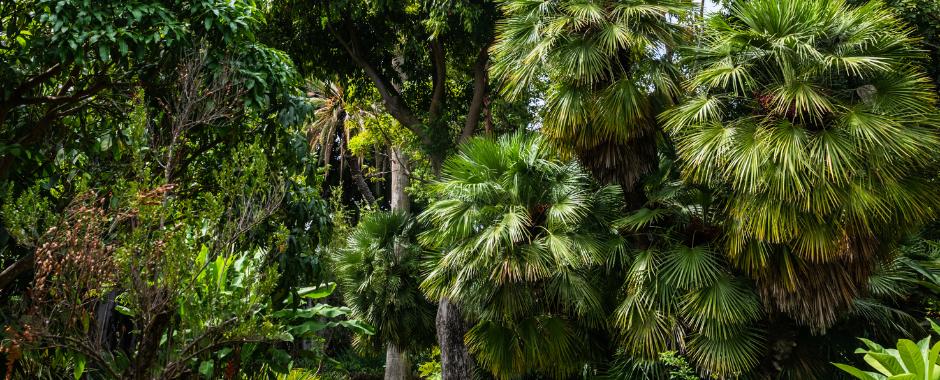Jardín Botánico Tenerife – egzotikus növények világa