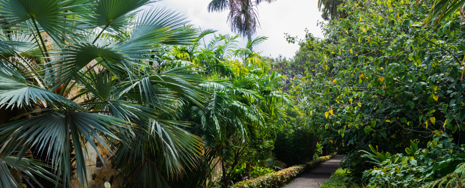 Jardín Botánico Tenerife – egzotikus növények világa