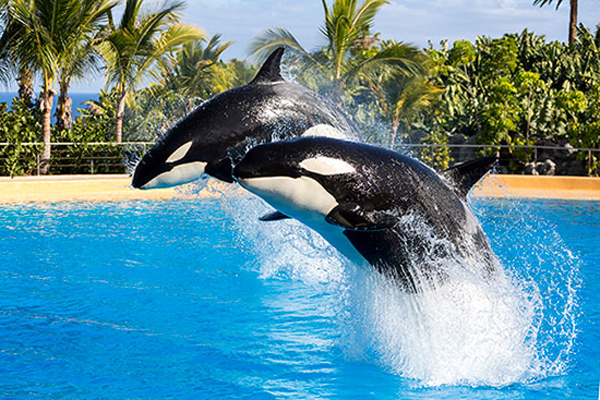 Loro Park Tenerife