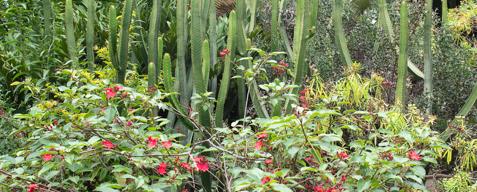 Jardín Botánico Tenerife – egzotikus növények világa