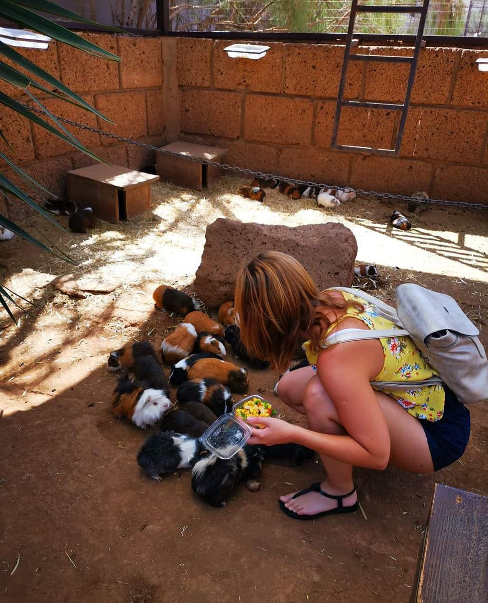 Monkey Park majom etetés gyerekeknek