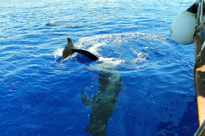 Tenerife yacht kirándulás kristálytiszta vízen delfin- és bálnales élménnyel