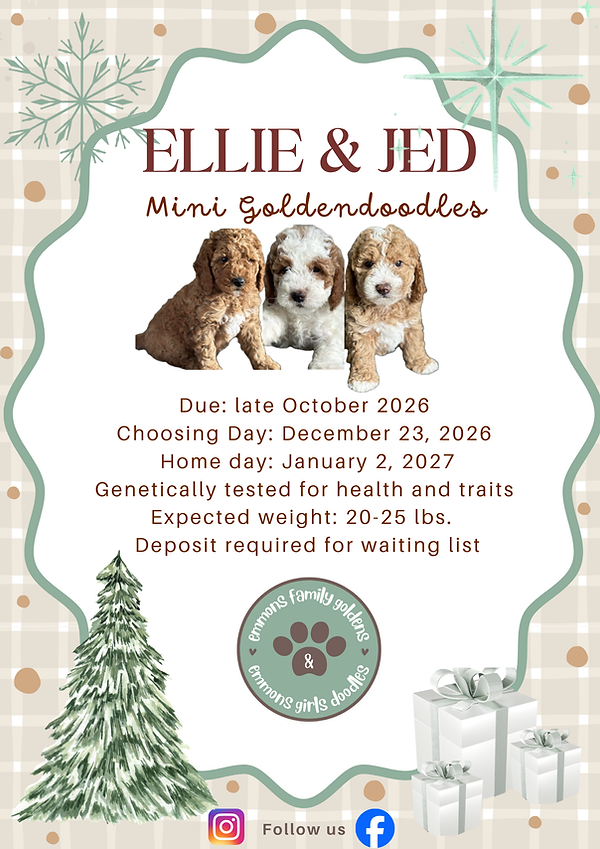 Upcoming litters flyer - 2.PNG