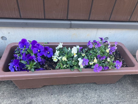 プランターの花たち