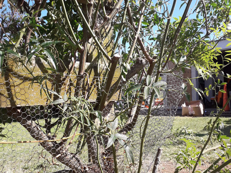 Lockdown landscapes part 2: Transplanting and dividing