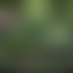 How to Choose the Right Shrubs for Shade in New Jersey