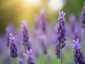 Blooming Lavender Plants