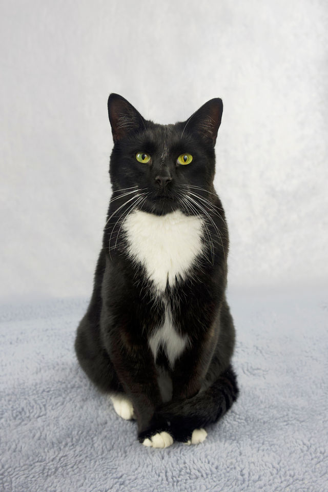 Portrait of a black and white cat, cat photography Bristol