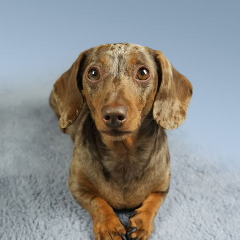 Dog portrait of a dachshund on a blue studio background