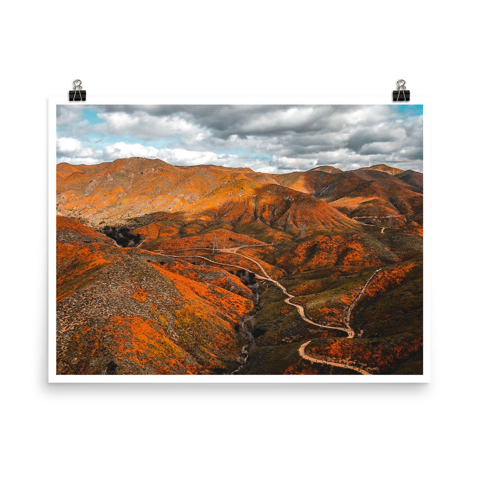 Thumbnail: California Poppy
