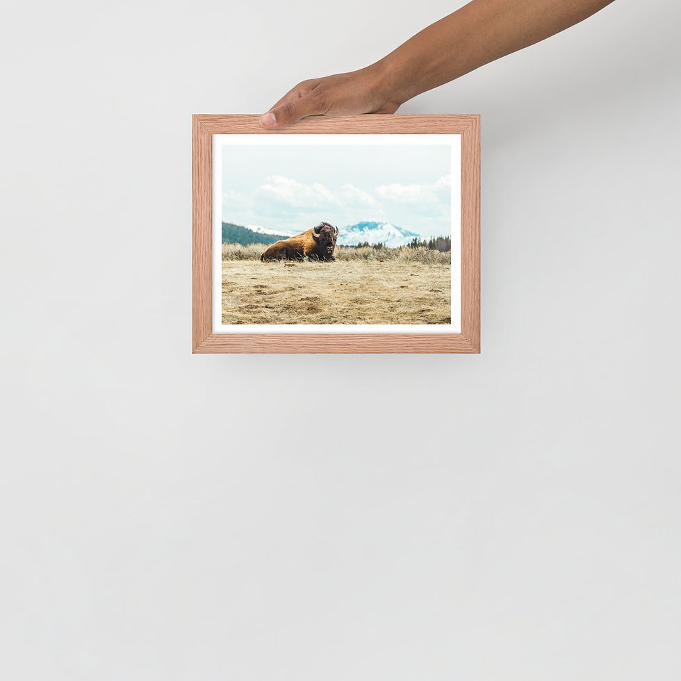 Thumbnail: Field Buffalo