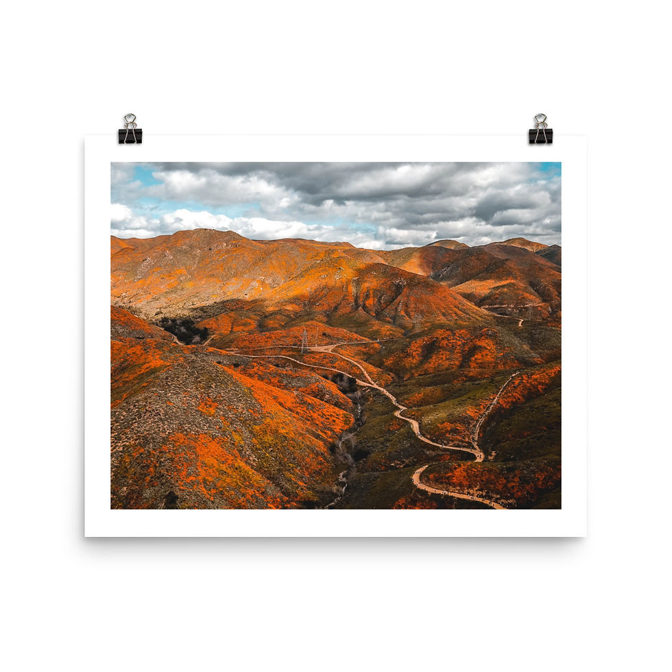 Thumbnail: California Poppy
