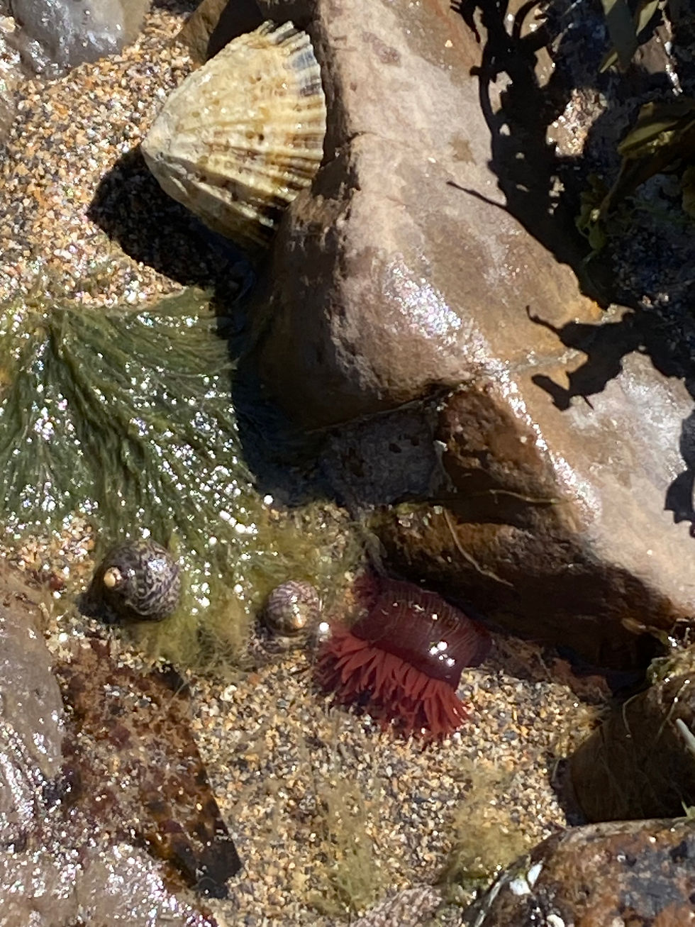 Sealife at the beach