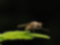 Fly Nettles Bushy.jpg