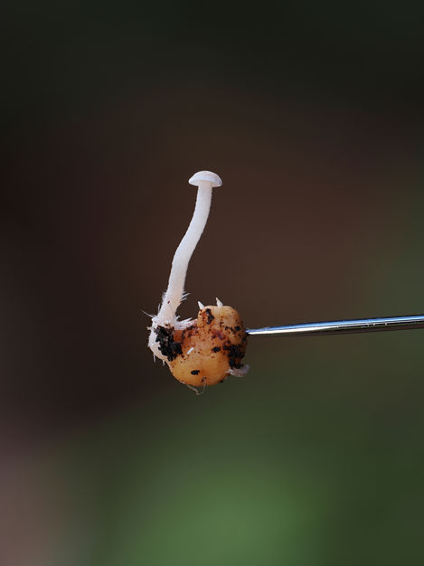 Collybia-cookei-SUGI-PIN.jpg