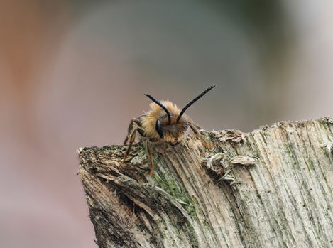1 BEE 1 SUGI.jpeg