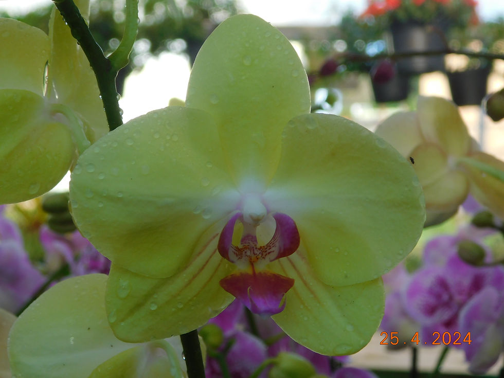 Miniatura: Orquidea Phalaenopsis