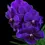 Miniatura: Orquidea Vanda
