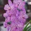 Miniatura: Orquidea Vanda