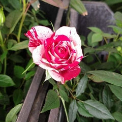 Miniatura: Rosas