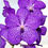 Miniatura: Orquidea Vanda