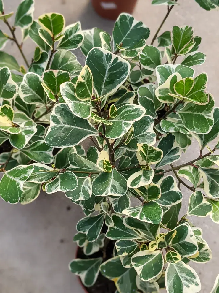 Ficus triangularis