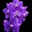 Miniatura: Orquidea Vanda