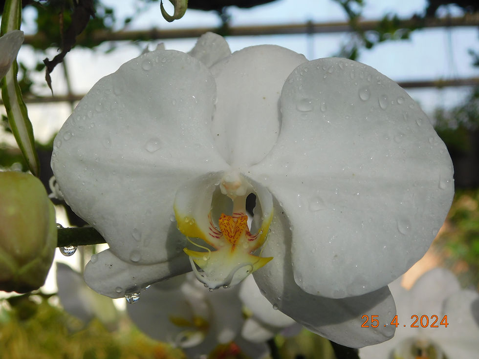Miniatura: Orquidea Phalaenopsis
