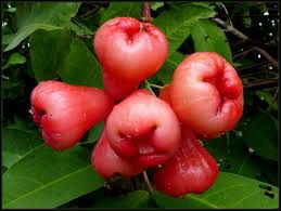 Manzana de agua