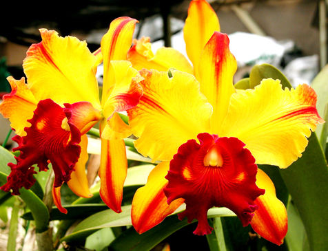 Orquidea Cattleya