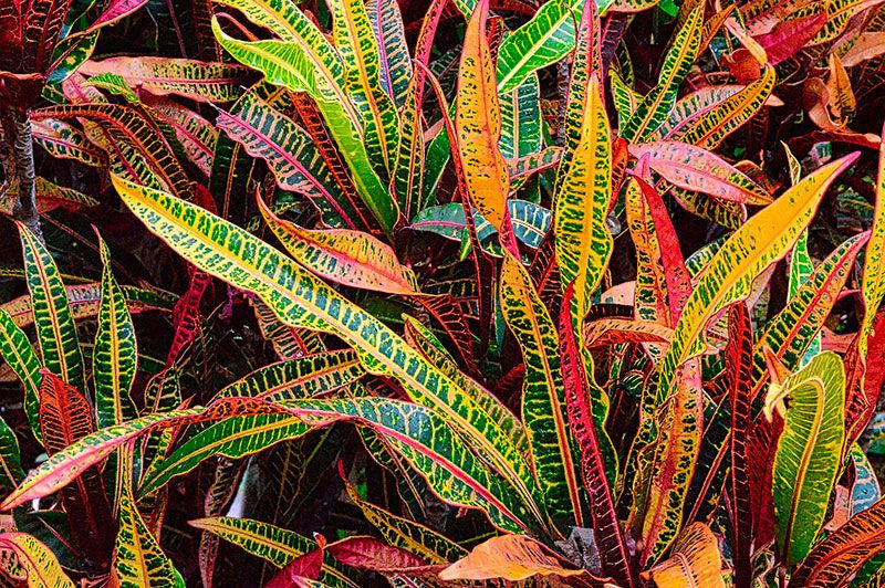 Miniatura: Croton