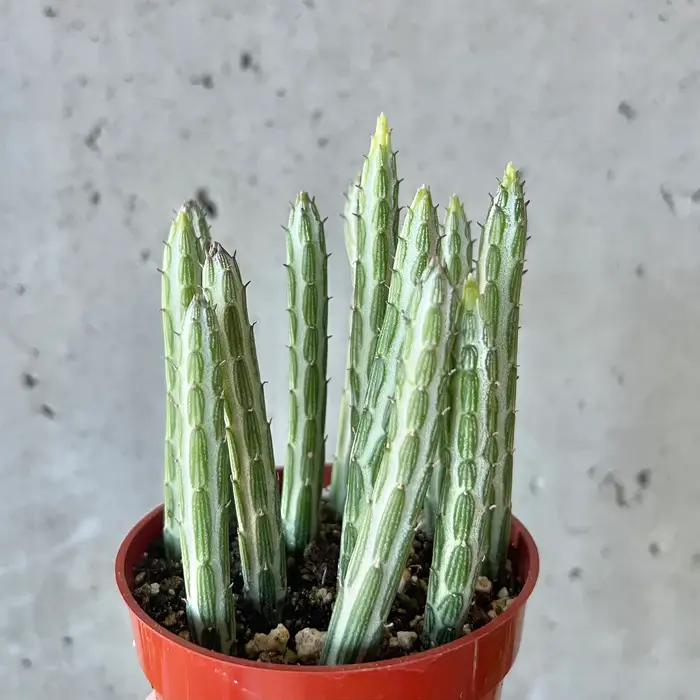 Planta de escurrido