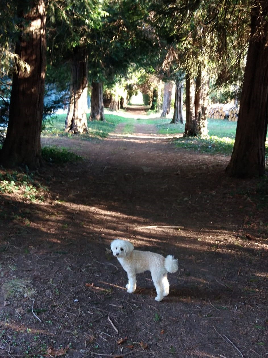 Boswandeling naar chateau Chenonceaux