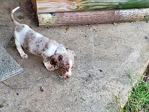 Resized_20190830_190326.jpeg