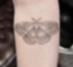 Moth