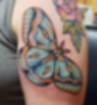 Moth