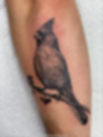 Cardinal