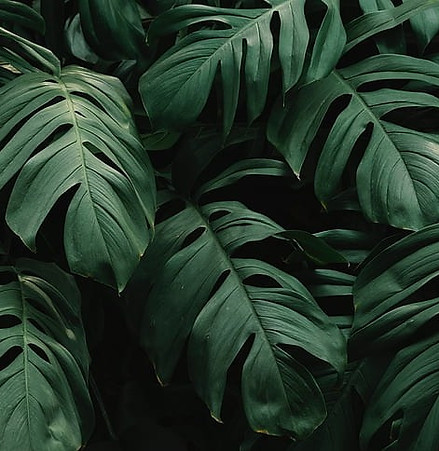 beautiful-green-leaves-monstera-hd-wallp