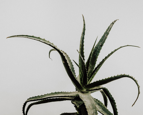FLORA (1 of 2).jpg