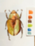 Biini design studio- christmas beetle- watercolour