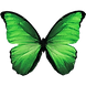 Green butterfly image