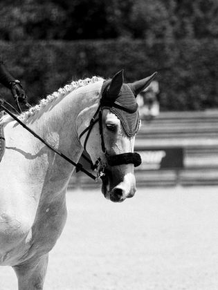 Magnifique cheval en noir et blanc
