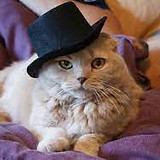 Lesson 6, Dina's Cat.jpg