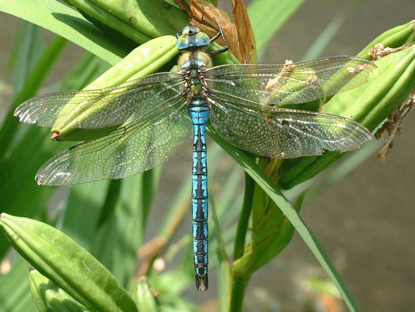 Anax empereur