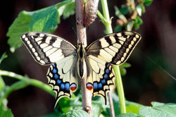 Machaon