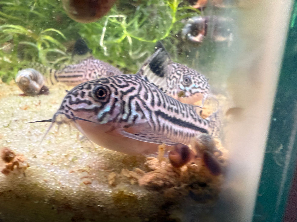 Healthy False Julii Corydoras catfish home-raised by Magnolia Aquatics Company in Mississippi.