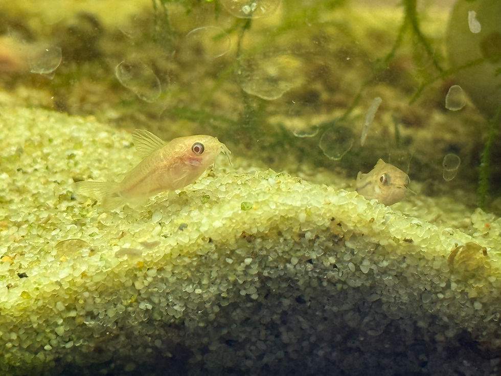 Home-raised Albino Pygmy Corydoras catfish with healthy coloration, bred and raised by Magnolia Aquatics Company in Mississippi.