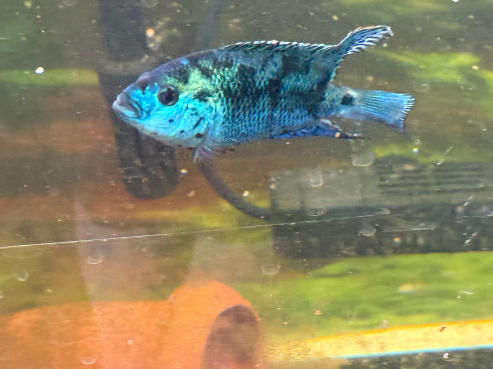 Healthy Electric Blue Jack Dempsey cichlid home-raised by Magnolia Aquatics Company in Mississippi